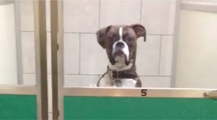 Dog's Epic Reaction to Owners Returning from Vacation Has Everyone in Stitches with Laughter