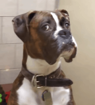 Dog's Epic Reaction to Owners Returning from Vacation Has Everyone in Stitches with Laughter