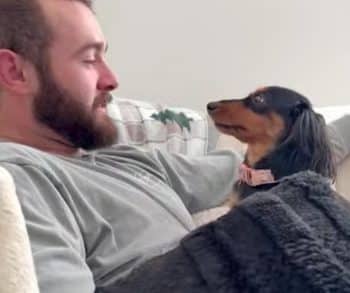 Dramatic Dachshund Beans Shares Her Heart and Eyes Only with Dad Creating a Story of Love and Loyalty