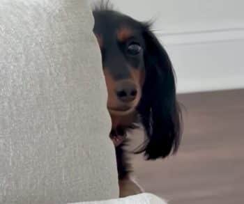 Dramatic Dachshund Beans Shares Her Heart and Eyes Only with Dad Creating a Story of Love and Loyalty