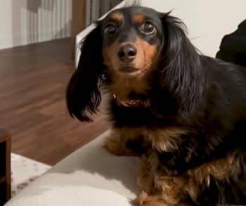 Dramatic Dachshund Beans Shares Her Heart and Eyes Only with Dad Creating a Story of Love and Loyalty