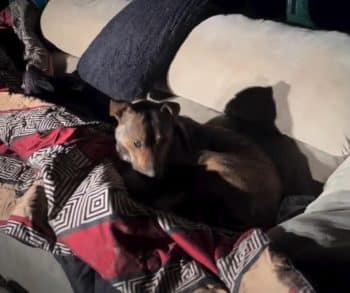 From Abandonment to Love: How a Stray Dog Found Hope on a Dumpster Couch