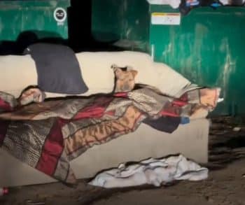 From Abandonment to Love: How a Stray Dog Found Hope on a Dumpster Couch