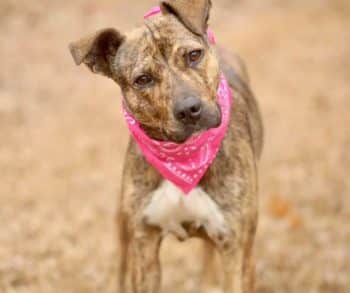From Abandonment to Love: How a Stray Dog Found Hope on a Dumpster Couch