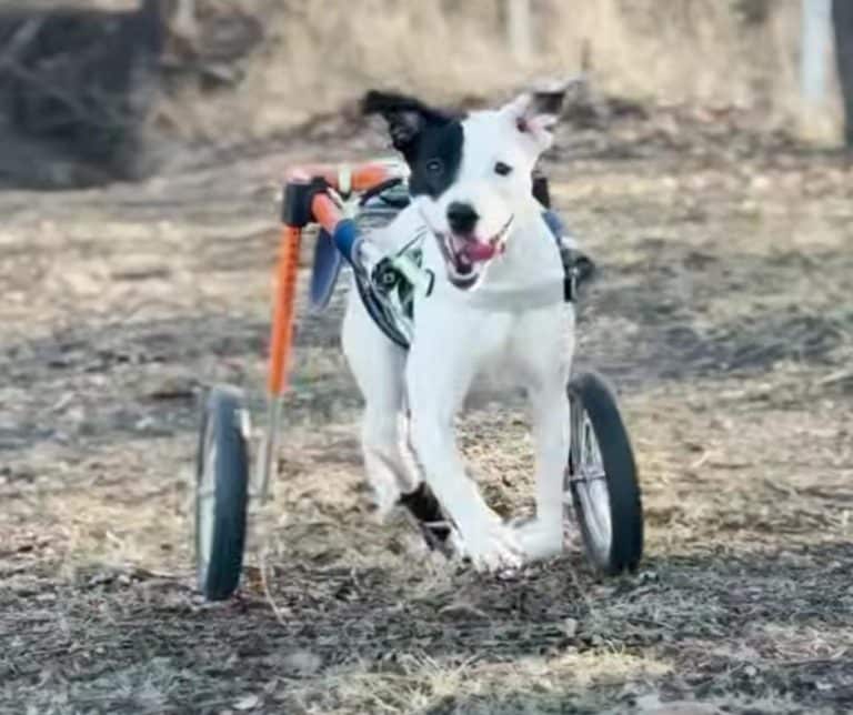 From Abandonment to Triumph as a Resilient Two-Legged Dog Finds a New Life and Love