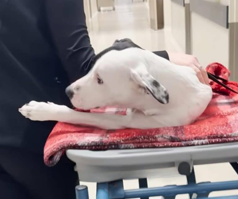 From Abandonment to Triumph as a Resilient Two-Legged Dog Finds a New Life and Love