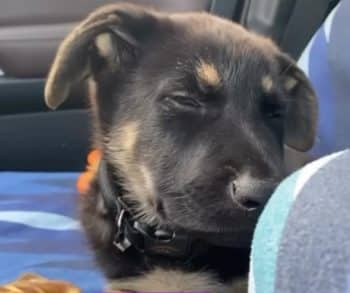 From Grief to Joy: How the Smallest Puppy Turned a Man's Life Around with Unconditional Love