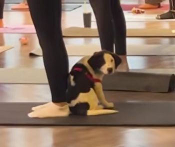 From Puppy Yoga to Forever Home: A Heartwarming Journey