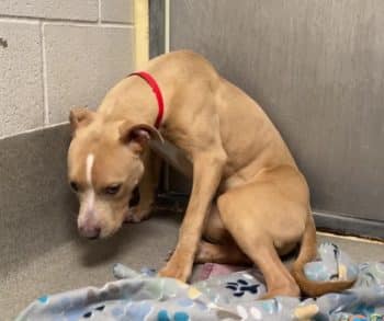 From Shadows to Sunshine This Sweet Pup Is Ready to Shine