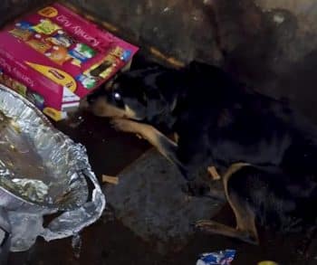 From Trash to Trust A Heartfelt Journey of a Dog Named Oscar Who Found Hope and Love