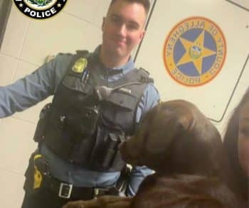 Heartbreaking Abandonment of Chocolate Lab Puppy at Airport Sparks Outpouring of Support and Hope for a New Life