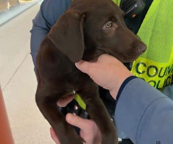 Heartbreaking Abandonment of Chocolate Lab Puppy at Airport Sparks Outpouring of Support and Hope for a New Life