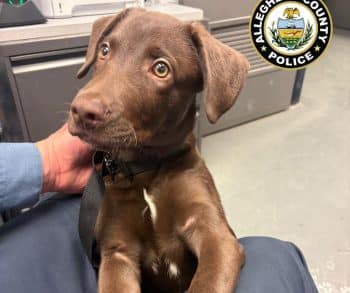 Heartbreaking Abandonment of Chocolate Lab Puppy at Airport Sparks Outpouring of Support and Hope for a New Life