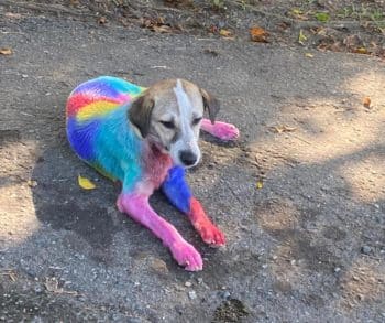 Heartfelt Journey of Chantal the Street Dog Transforming from Painted Victim to Beloved Family Member