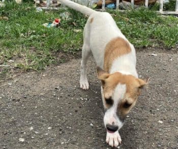 Heartfelt Journey of Chantal the Street Dog Transforming from Painted Victim to Beloved Family Member