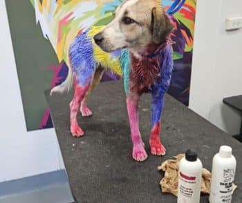 Heartfelt Journey of Chantal the Street Dog Transforming from Painted Victim to Beloved Family Member