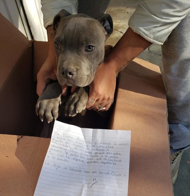 Heartfelt Story of a Boy's Love as He Leaves His Beloved Puppy Outside a Shelter with a Heartbreaking Note