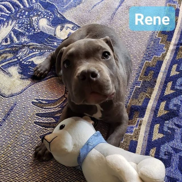 Heartfelt Story of a Boy's Love as He Leaves His Beloved Puppy Outside a Shelter with a Heartbreaking Note