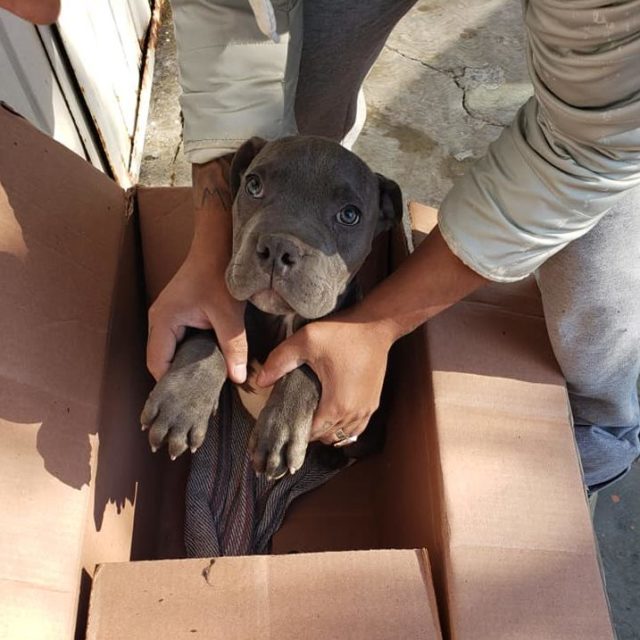 Heartfelt Story of a Boy's Love as He Leaves His Beloved Puppy Outside a Shelter with a Heartbreaking Note