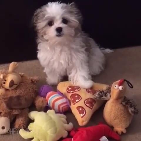 Heartwarming Dog's Best Friend Revelation Leaves the Internet in Hysterics Over a Pizza