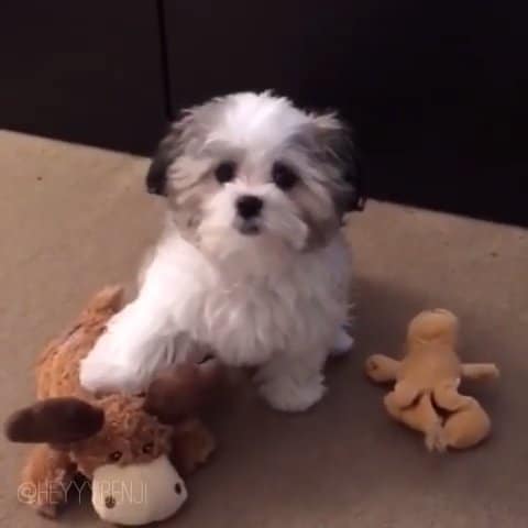 Heartwarming Dog's Best Friend Revelation Leaves the Internet in Hysterics Over a Pizza