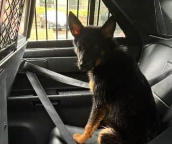 Heartwarming Journey of Zeus the Abandoned Puppy Rescued by a Compassionate Officer Who Became His Forever Home