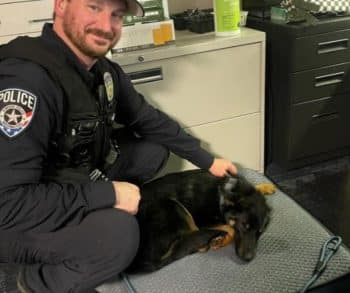 Heartwarming Journey of Zeus the Abandoned Puppy Rescued by a Compassionate Officer Who Became His Forever Home