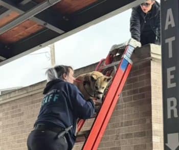 Heartwarming Rescue of a Frightened Pup Found on a Rooftop After a Possible Fall from a Bridge