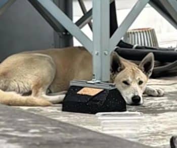 Heartwarming Rescue of a Frightened Pup Found on a Rooftop After a Possible Fall from a Bridge