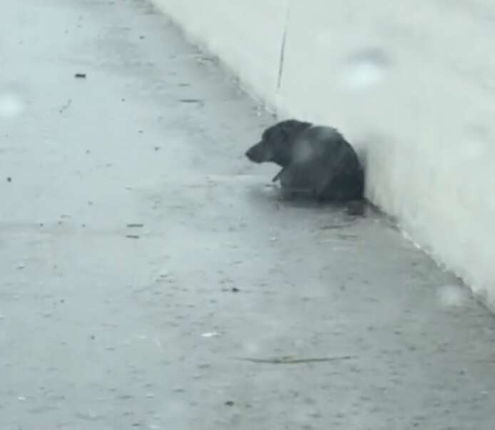 Heartwarming Rescue of a Scared Puppy on the Highway Leads to Unbreakable Bond and New Family