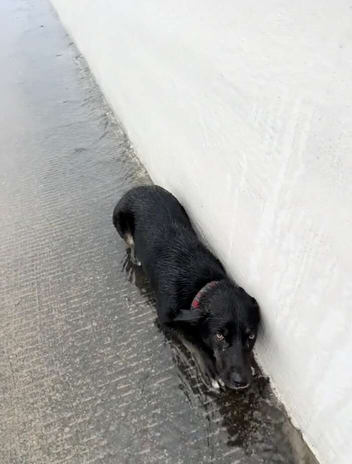 Heartwarming Rescue of a Scared Puppy on the Highway Leads to Unbreakable Bond and New Family