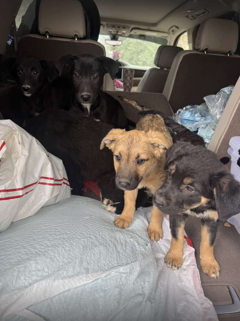 Heartwarming Rescue of Abandoned Puppies Who Find Safety and Love After Being Dumped on a Dirt Road