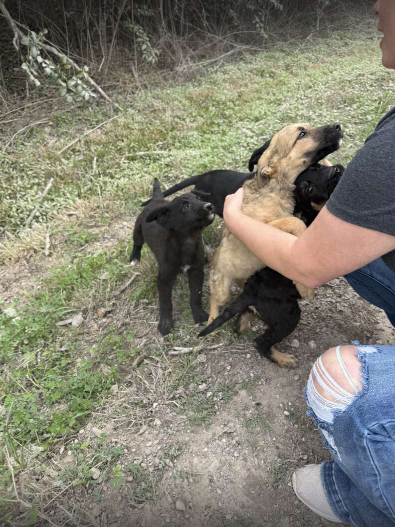Heartwarming Rescue of Abandoned Puppies Who Find Safety and Love After Being Dumped on a Dirt Road