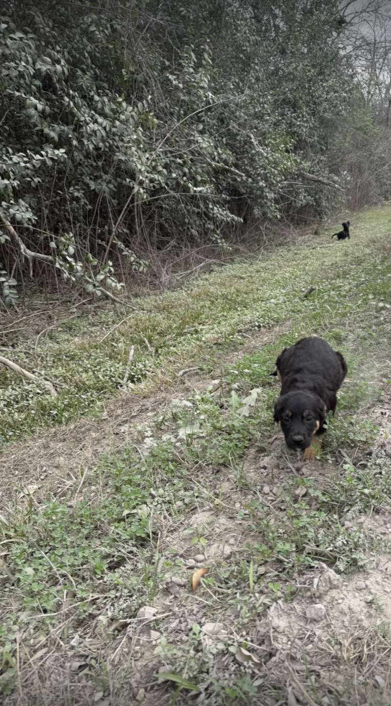 Heartwarming Rescue of Abandoned Puppies Who Find Safety and Love After Being Dumped on a Dirt Road