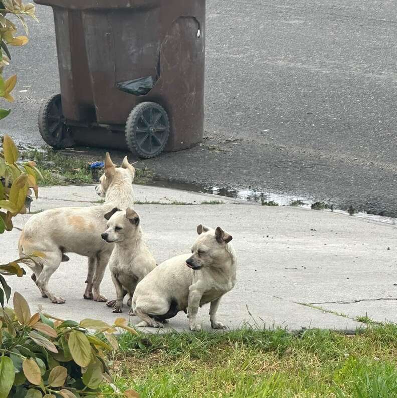 Heartwarming Rescue of Three Abandoned Pups Who Stuck Together in Their Time of Need