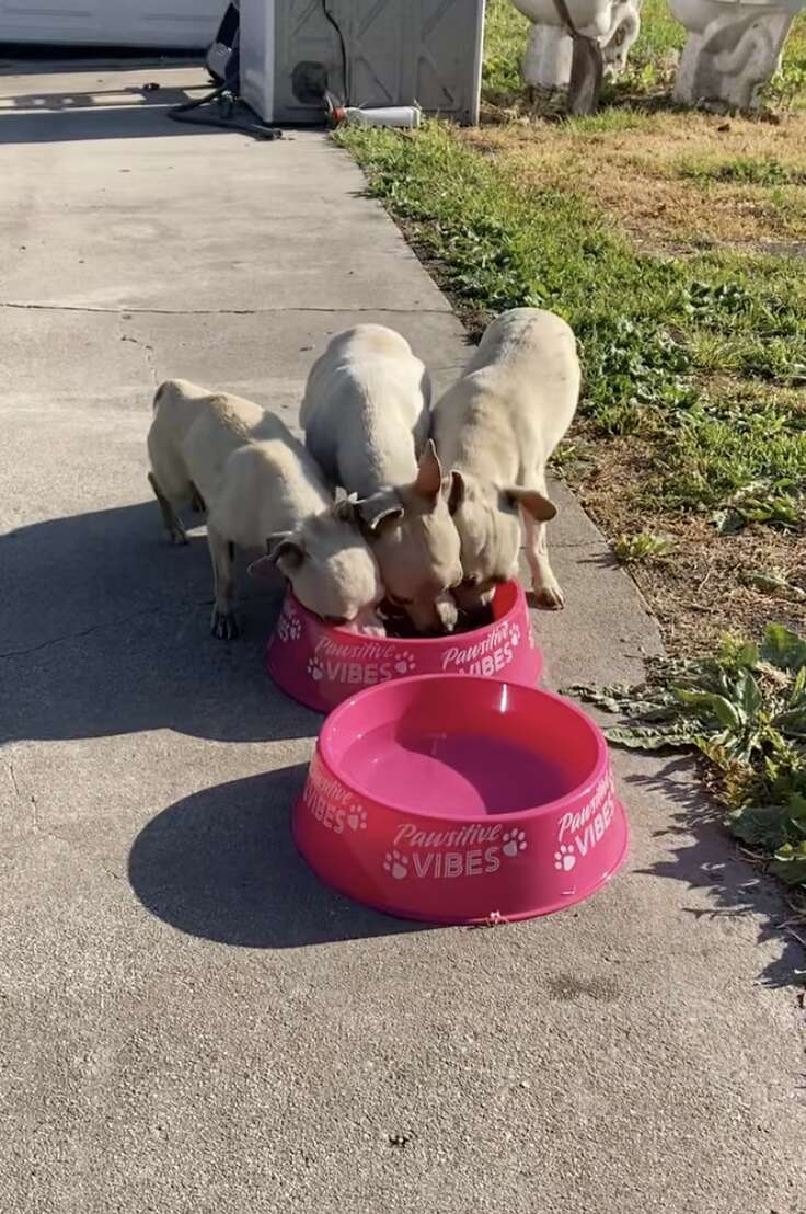Heartwarming Rescue of Three Abandoned Pups Who Stuck Together in Their Time of Need