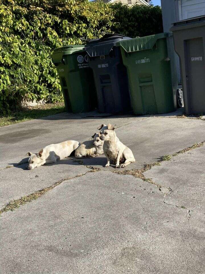 Heartwarming Rescue of Three Abandoned Pups Who Stuck Together in Their Time of Need