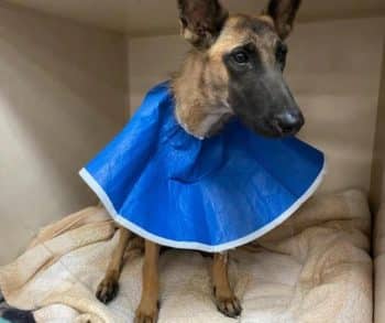 Heartwarming Tale of Two Abandoned Dogs in Texas Showcases Unbreakable Loyalty and Resilience Amid Despair