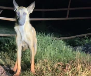 Heartwarming Tale of Two Abandoned Dogs in Texas Showcases Unbreakable Loyalty and Resilience Amid Despair