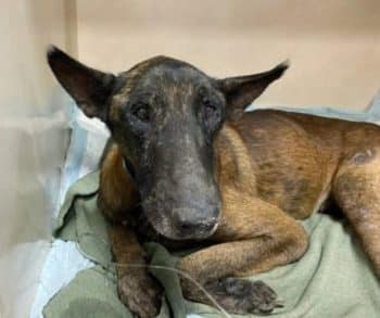 Heartwarming Tale of Two Abandoned Dogs in Texas Showcases Unbreakable Loyalty and Resilience Amid Despair