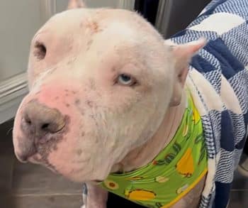 Heartwarming Transformation of Clyde the Pittie From Allergy Suffering to Happy Family Member