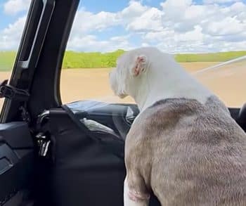 Heartwarming Transformation of Clyde the Pittie From Allergy Suffering to Happy Family Member