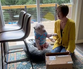 Heartwarming Transformation of Clyde the Pittie From Allergy Suffering to Happy Family Member