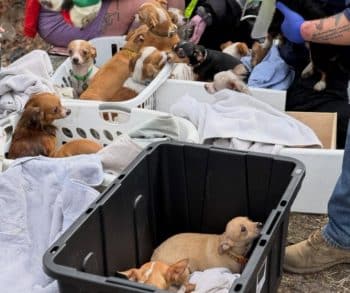 Heroic Firefighters Save Over 40 Dogs from Devastating Blaze in Lake Station Indiana