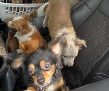 Heroic Firefighters Save Over 40 Dogs from Devastating Blaze in Lake Station Indiana