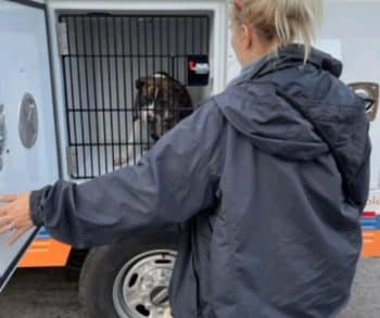 Homeless Hero Bravely Rescues Dozens of Trapped Animals from Devastating Fire in Atlanta Shelter