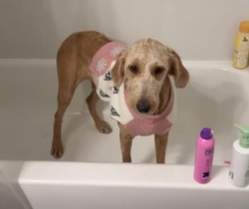 How a Kind Foster Mom Rescued a Sweet Doodle and Found the Perfect Bathtime Companion