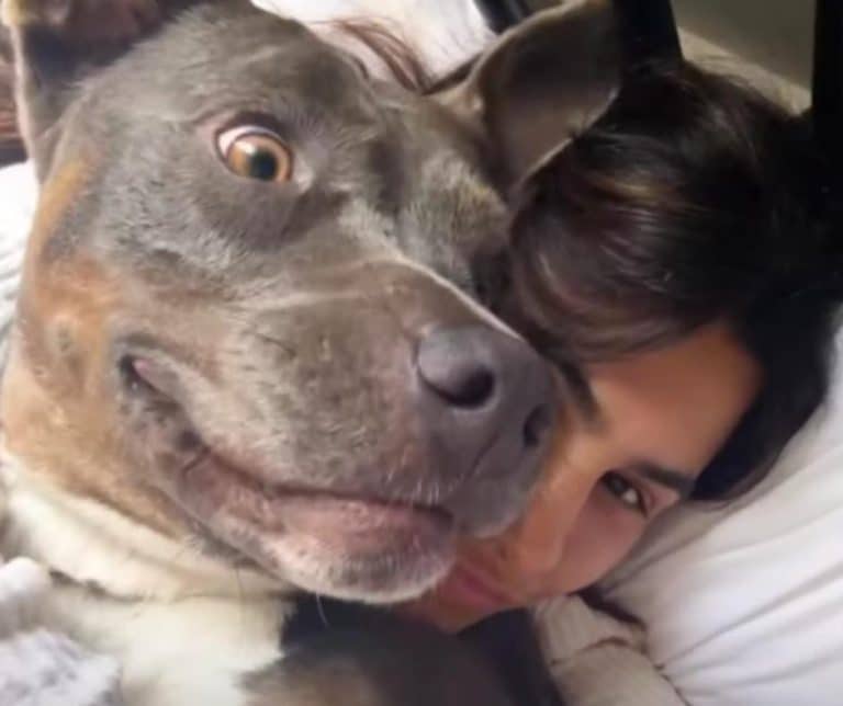 How One Rescue Dog Named Rocko Changed a Woman's Heart About Pit Bulls Forever