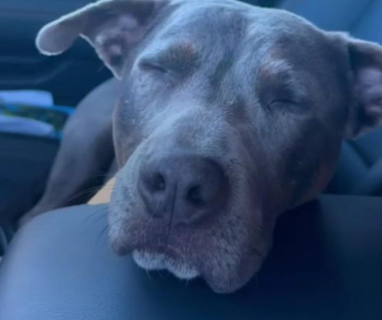 How One Rescue Dog Named Rocko Changed a Woman's Heart About Pit Bulls Forever