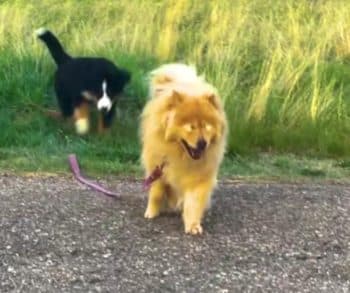 Inspiring Journey of a Blind Dog and Her Devoted Little Sister Who Became Her Guiding Light